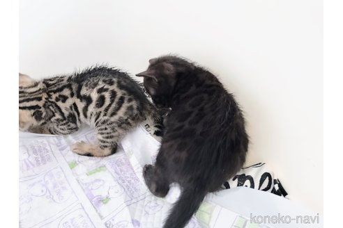 販売中の東京都のベンガル-115301の1枚目